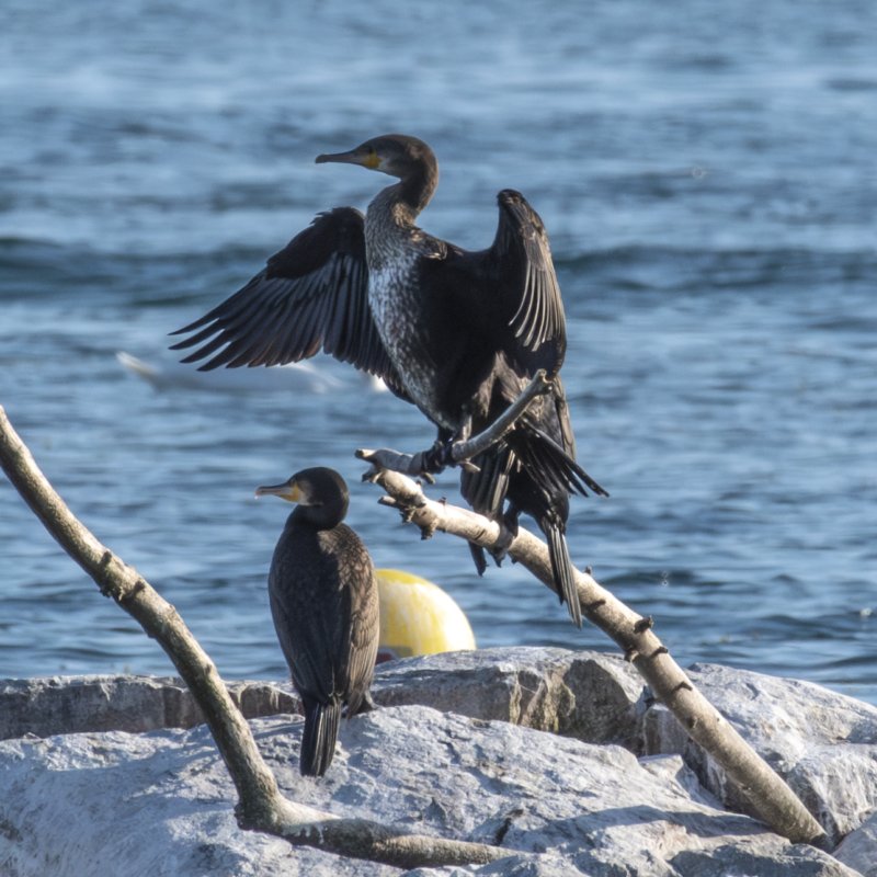 Bird Photography 1
