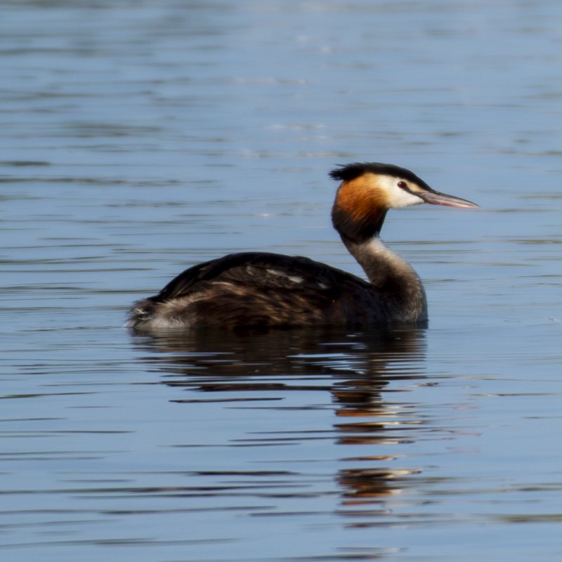 Bird Photography 2