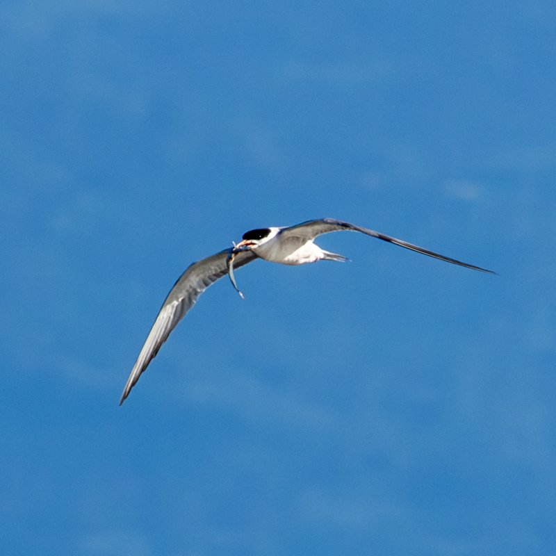 Bird Photography 3