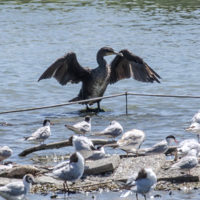 Bird Photography 4