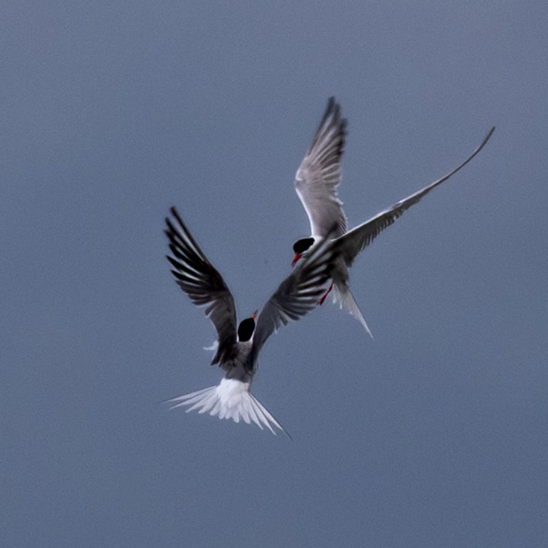 Bird Photography 5