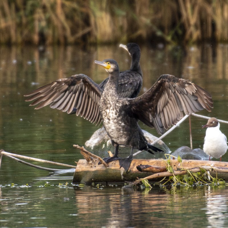 Bird Photography 6