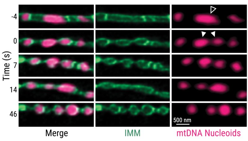 Live STED Microscopy